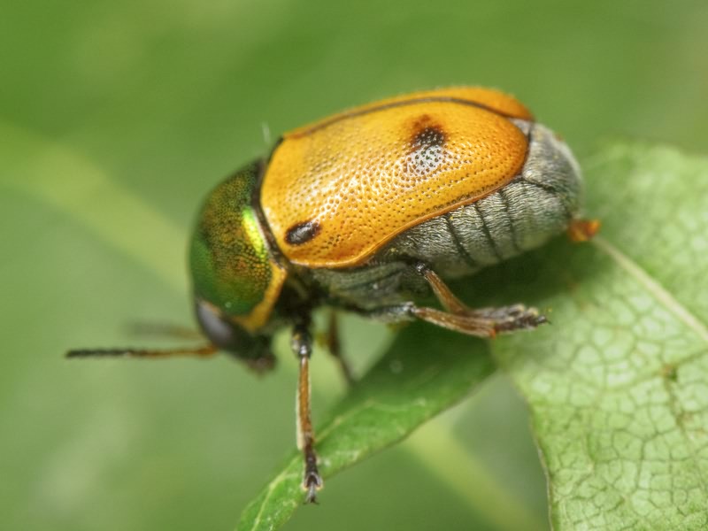 Cryptocephalus (Cryptocephalus) laetus Fabricius, 1792
